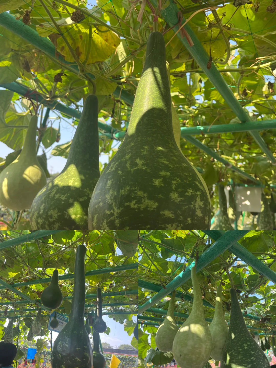 附免费预约链接?0元带娃逛东莞蔬菜展