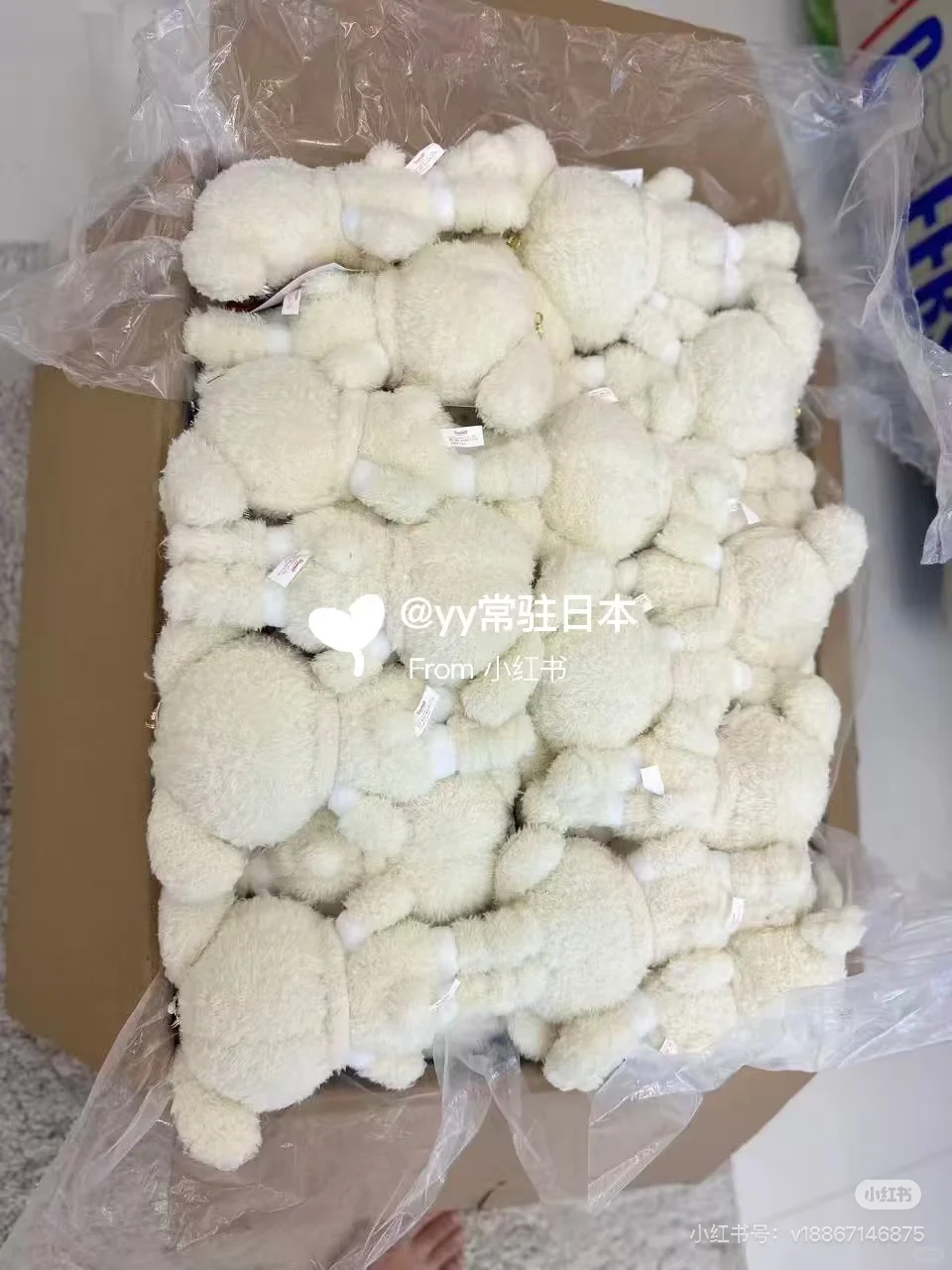 kitty展会泰迪 雪兔 国现‼️