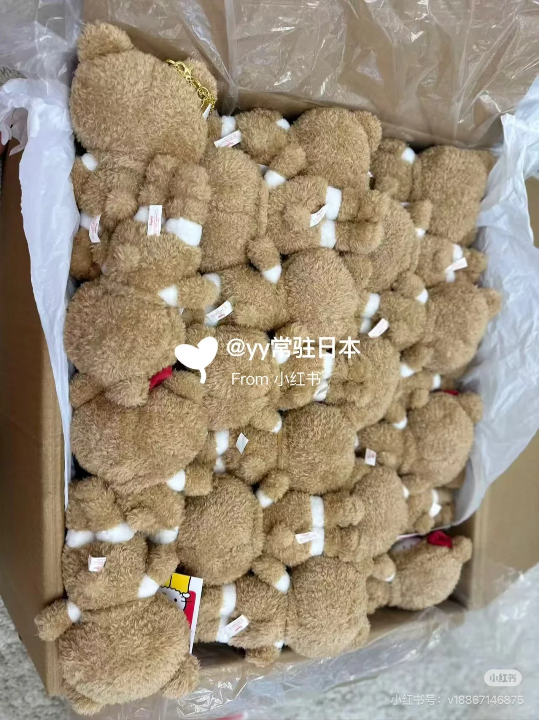 kitty展会泰迪 雪兔 国现‼️