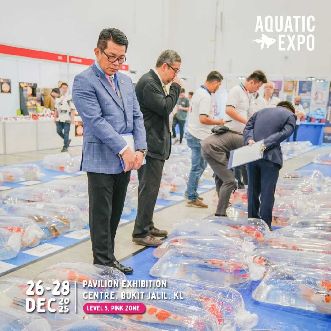 ?? 2025超大型水族展