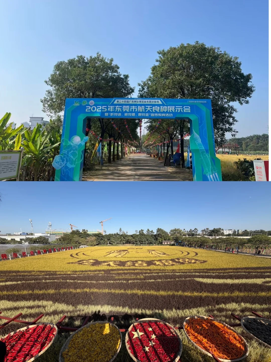 附免费预约链接?0元带娃逛东莞蔬菜展
