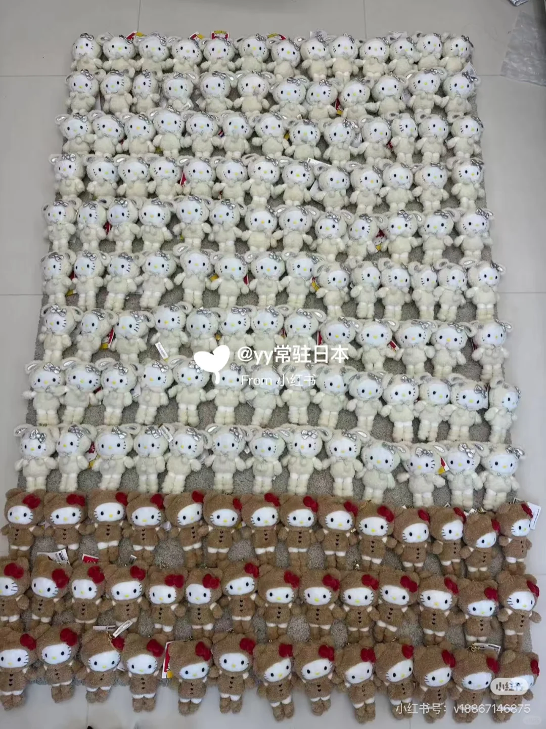 kitty展会泰迪 雪兔 国现‼️