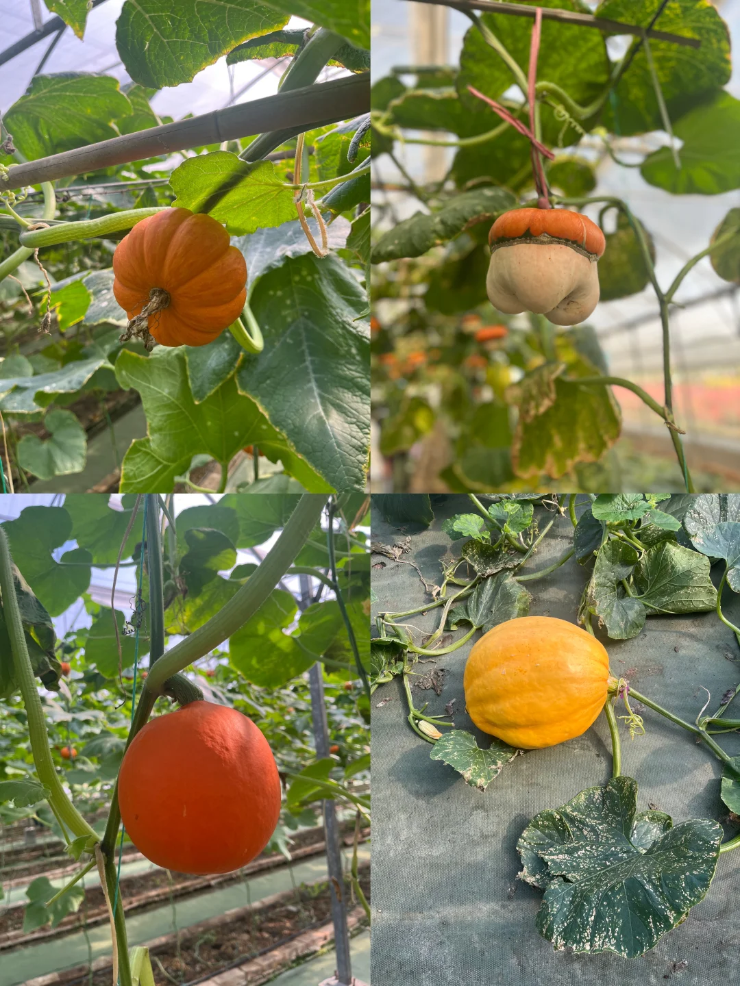 附免费预约链接?0元带娃逛东莞蔬菜展