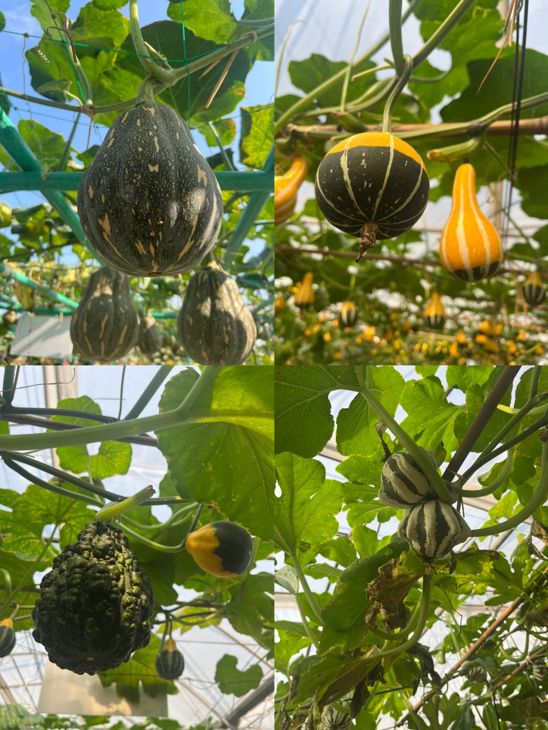 附免费预约链接?0元带娃逛东莞蔬菜展