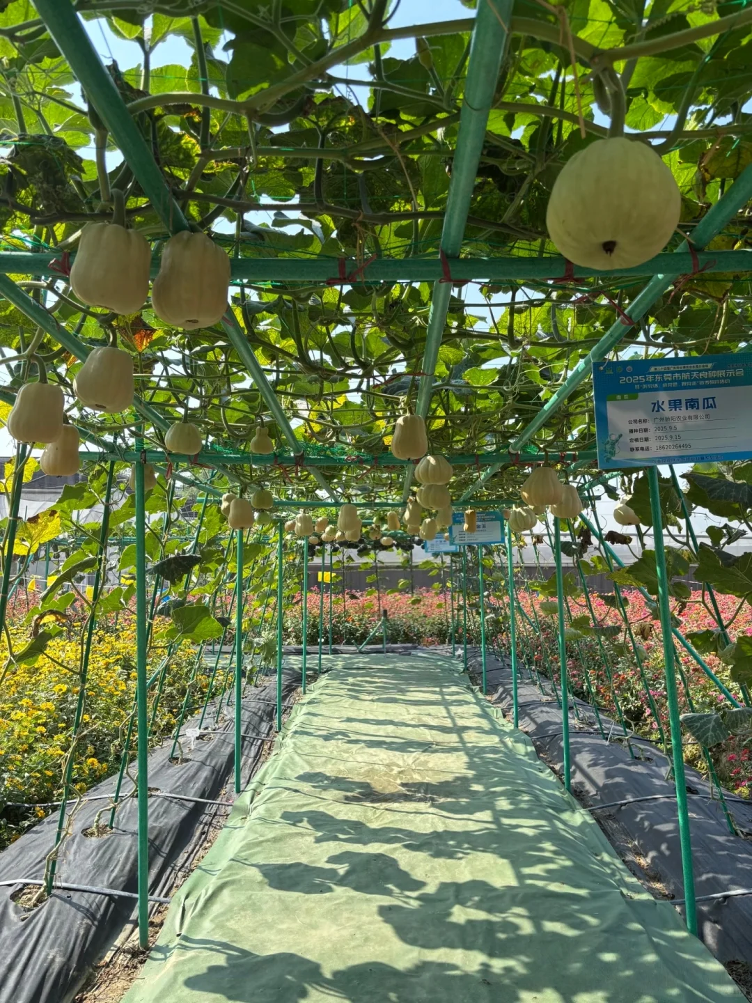 附免费预约链接?0元带娃逛东莞蔬菜展