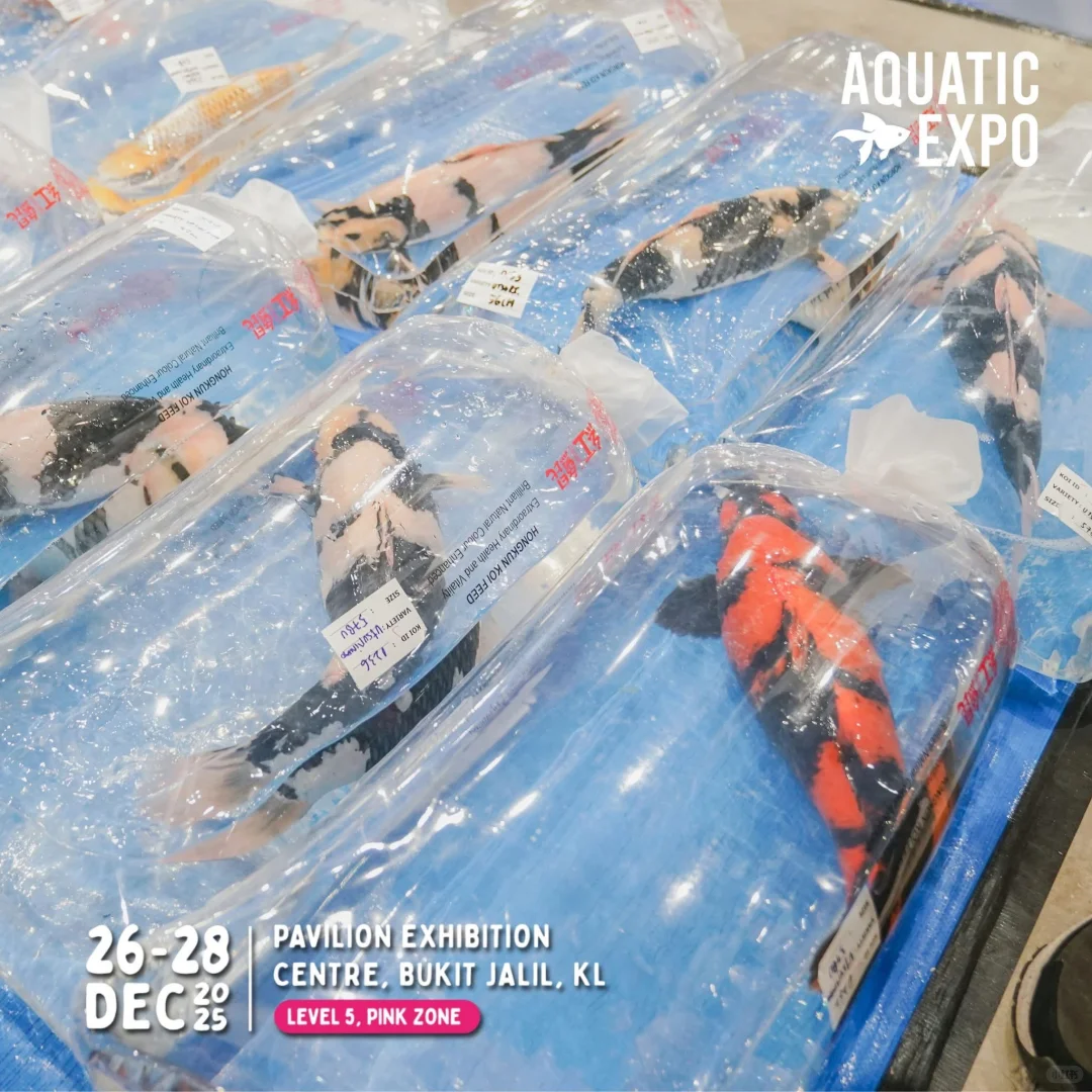 ?? 2025超大型水族展