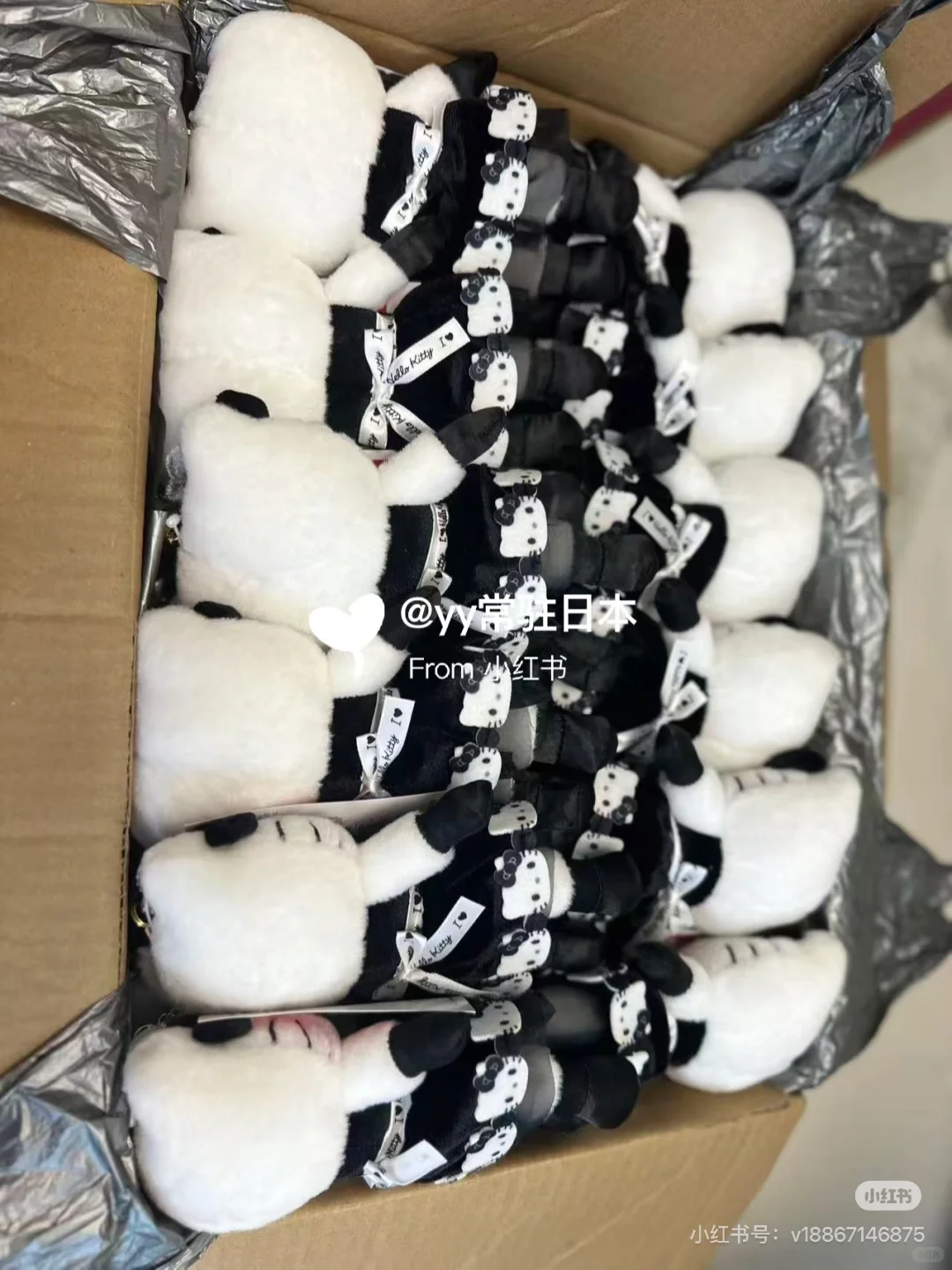 kitty展会泰迪 雪兔 国现‼️