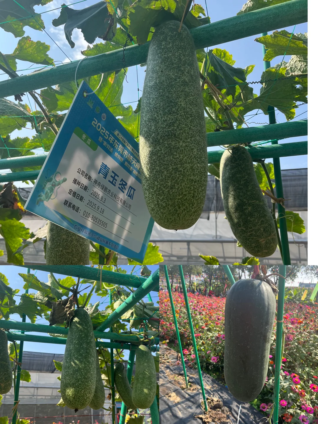 附免费预约链接?0元带娃逛东莞蔬菜展