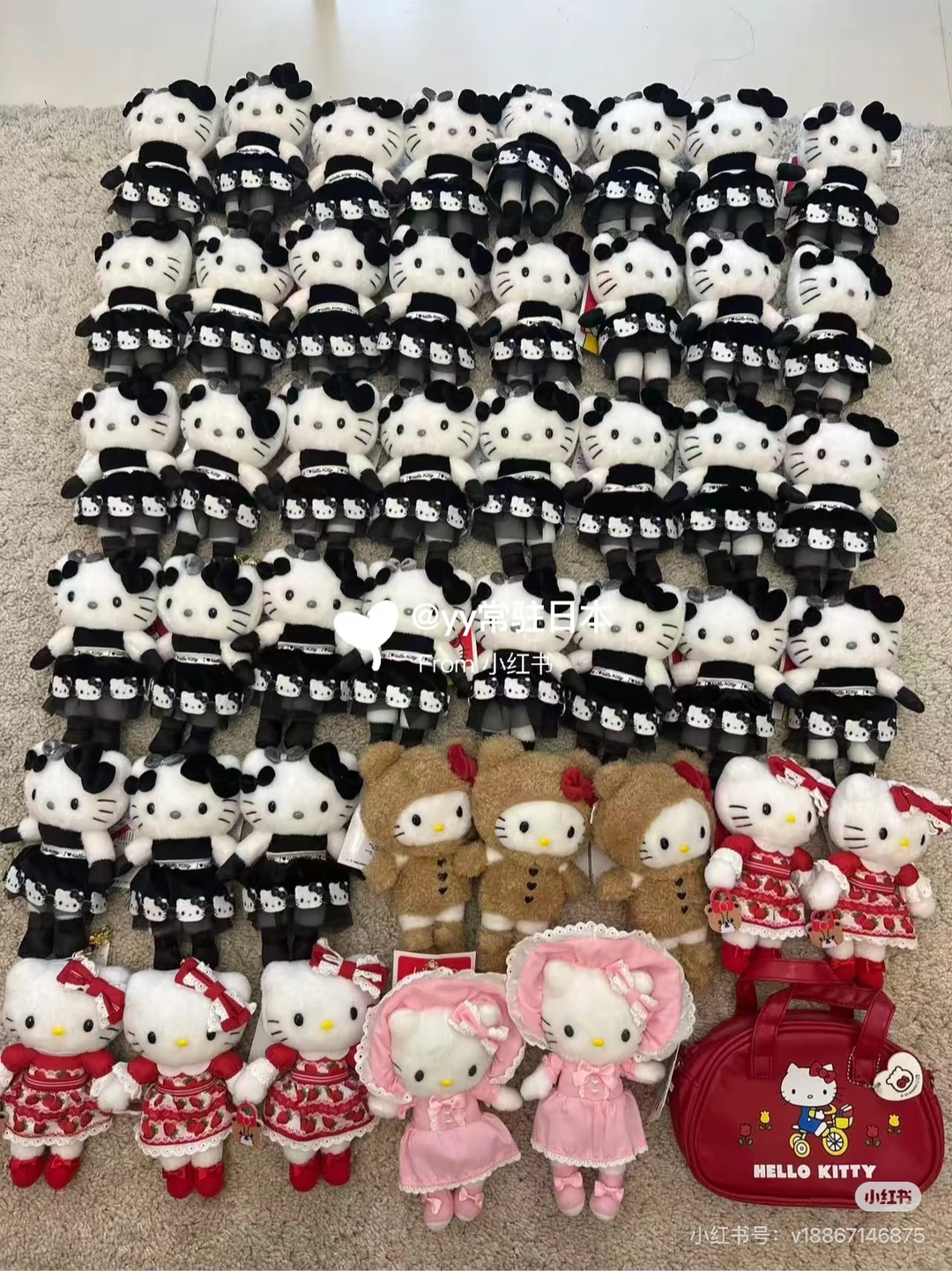 kitty展会泰迪 雪兔 国现‼️