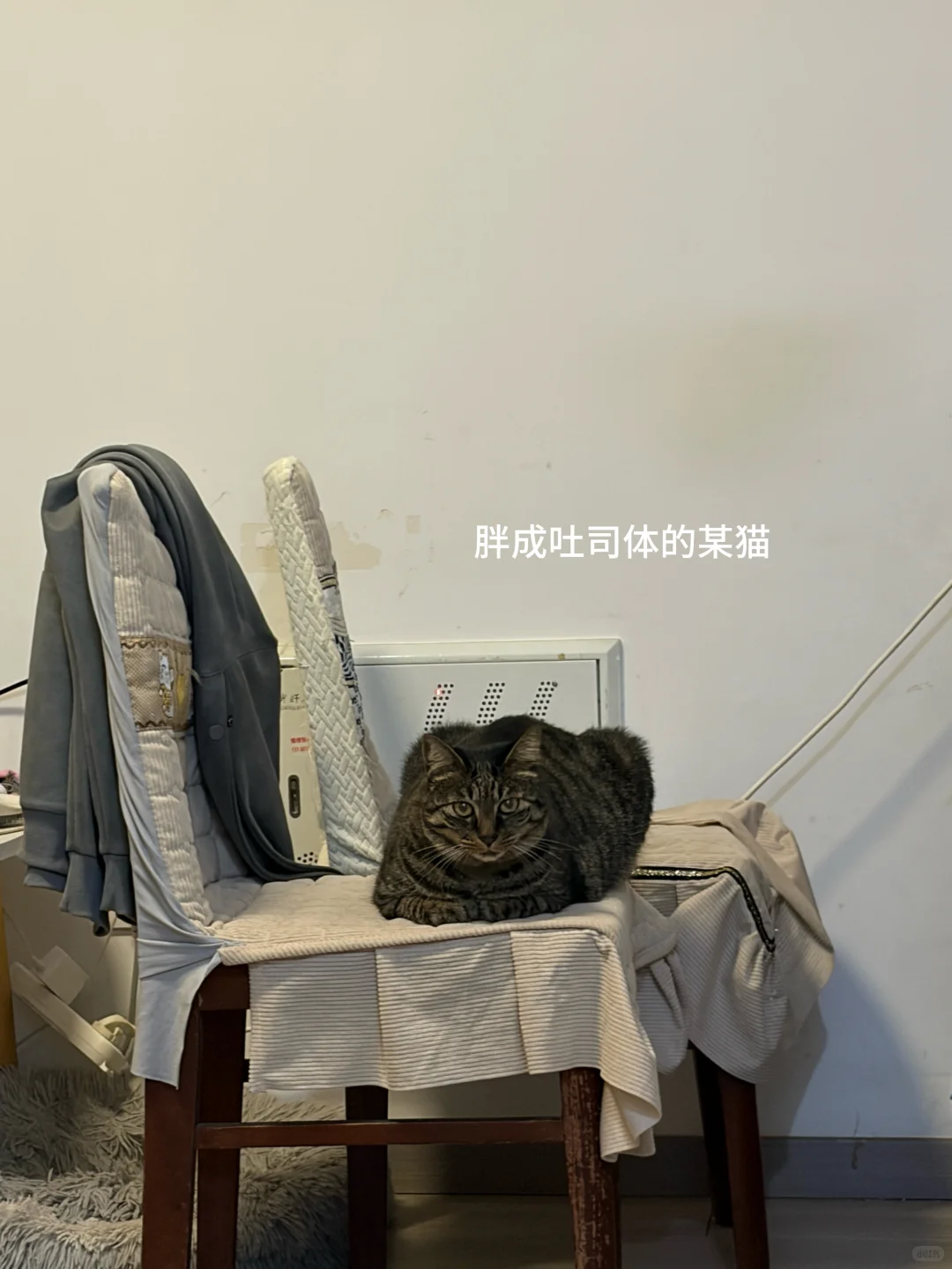 24外企管培轮岗期被裁plog｜进博会不算完了