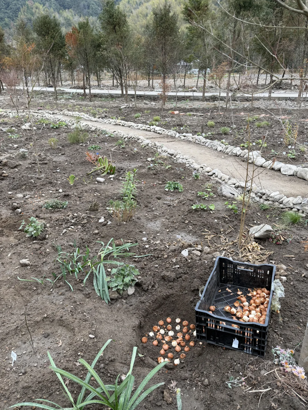 母鸡下蛋般 种郁金香