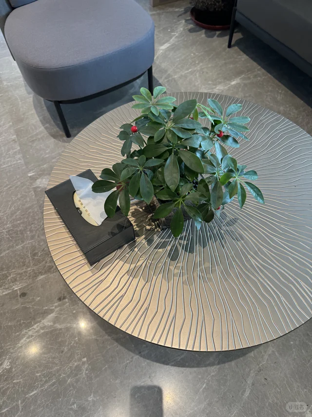 酒店茶几上的绿植太加分了！叶片翠绿饱满超有生命力，搭配简约花盆和房间风格完美契合