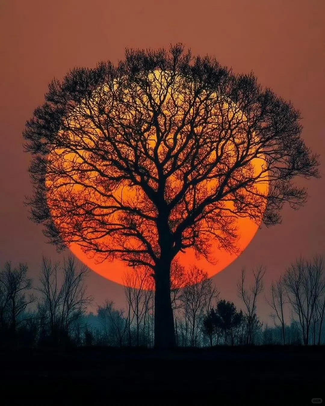 树&夕阳