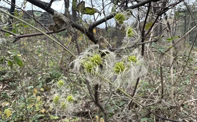 第一次遇见的铁线莲（？）