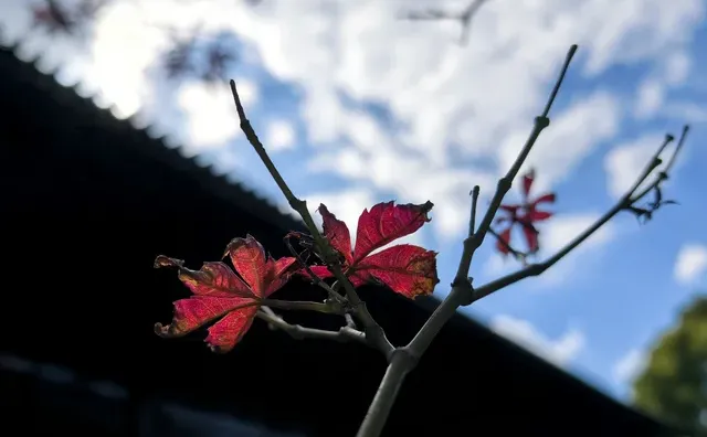 路过的发一张冬天里的花 秋天那些惊艳我的树叶 霜叶红于二月花 花开一抹红尽情的绽