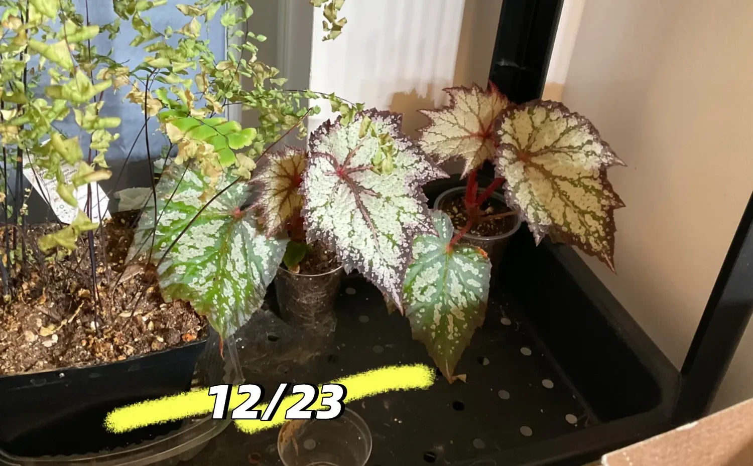 驯化浇水方式实验：2周