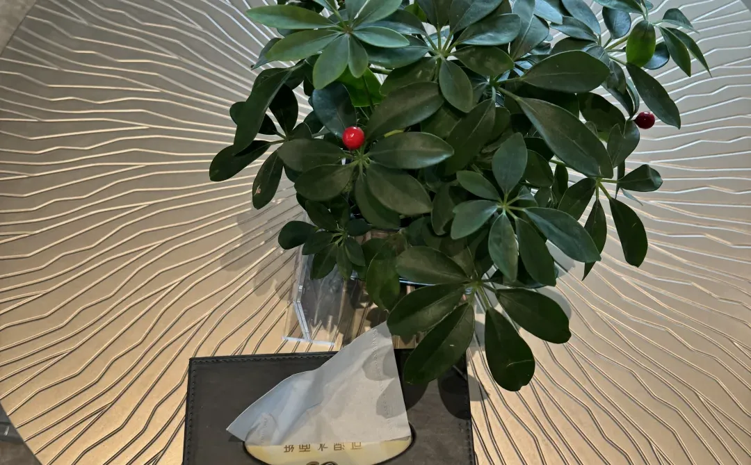 酒店茶几上的绿植太加分了！叶片翠绿饱满超有生命力，搭配简约花盆和房间风格完美契合