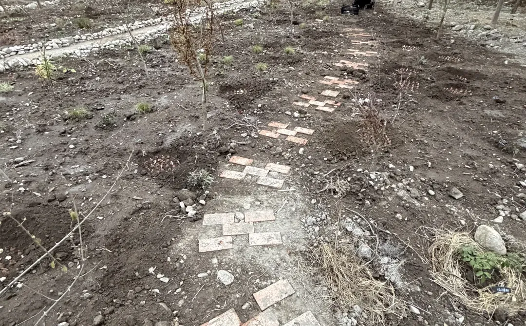 母鸡下蛋般 种郁金香