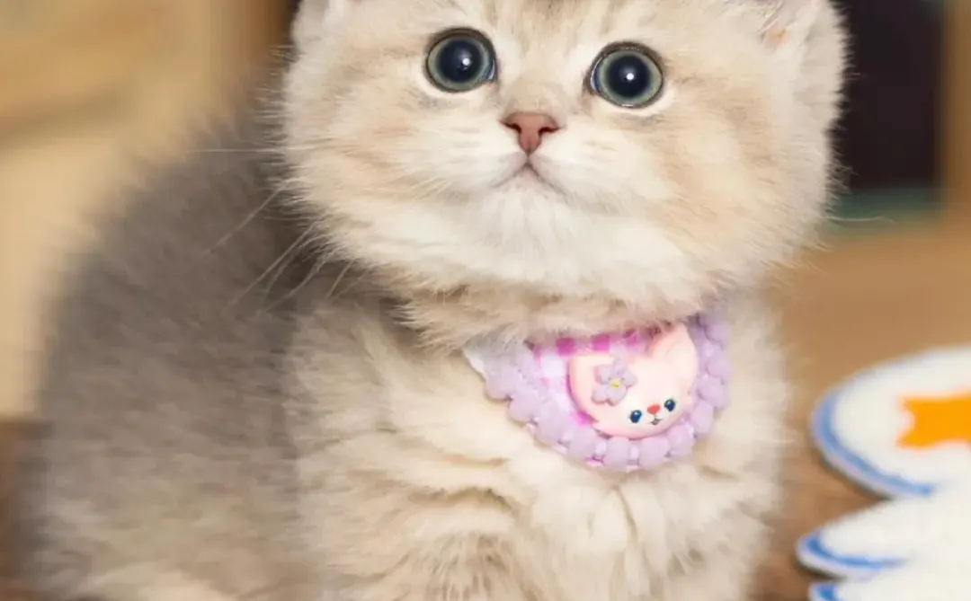 个人原因，8⃣️0️⃣一只（河北）