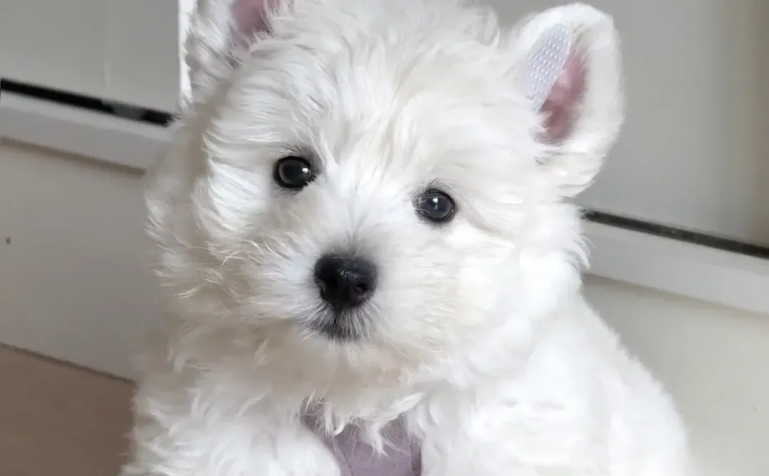 含泪出西高地 养不了了（3ooo?）