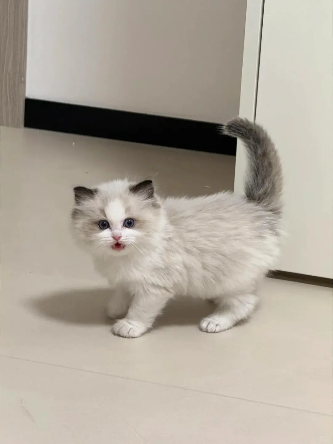 个人原因，8⃣️0️⃣一只（河北）