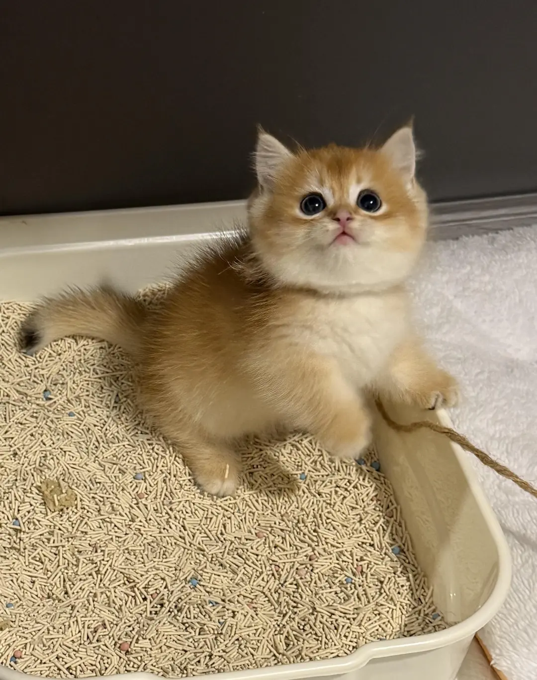 个人原因，8⃣️0️⃣一只（河北）