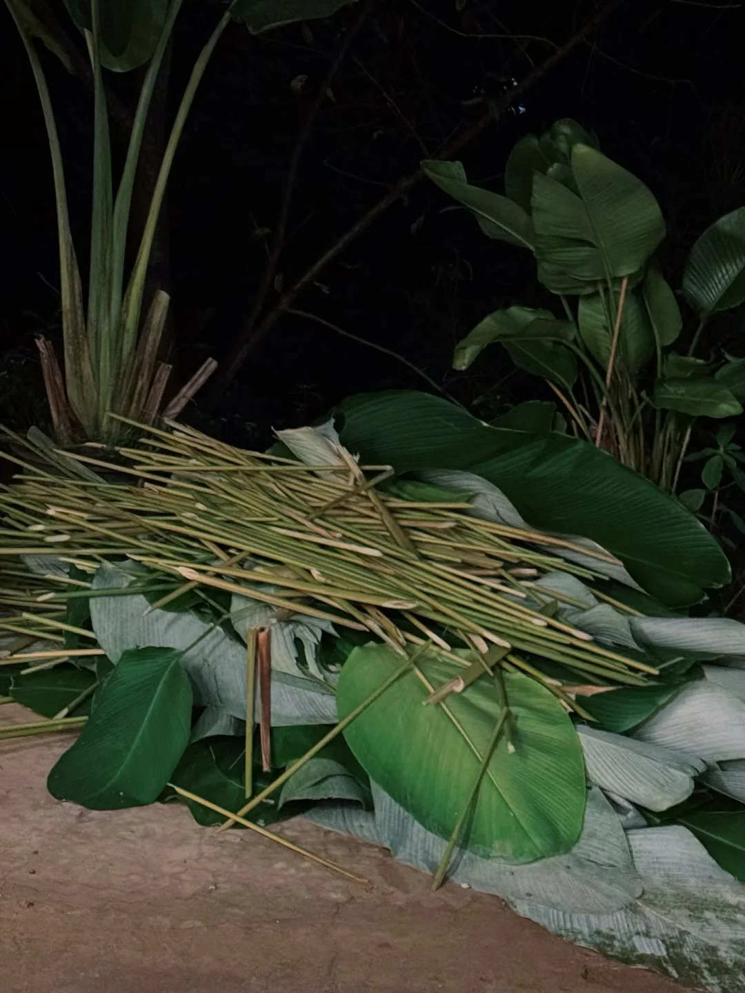 plog｜幸福寨屋 收获人生第一颗自种香蕉?