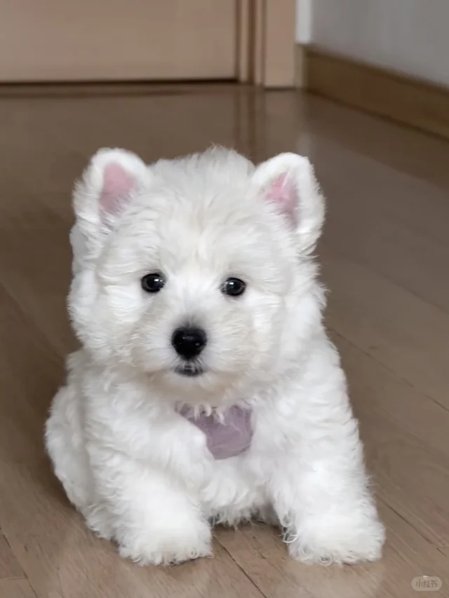 含泪出西高地 养不了了（3ooo?）