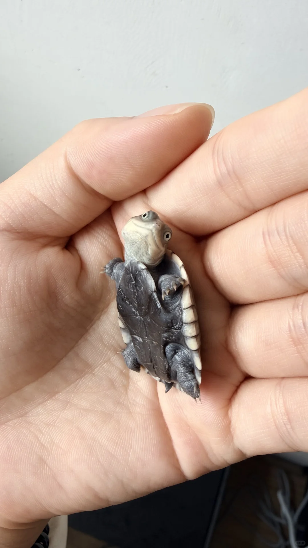 一想到它长大会变油腻