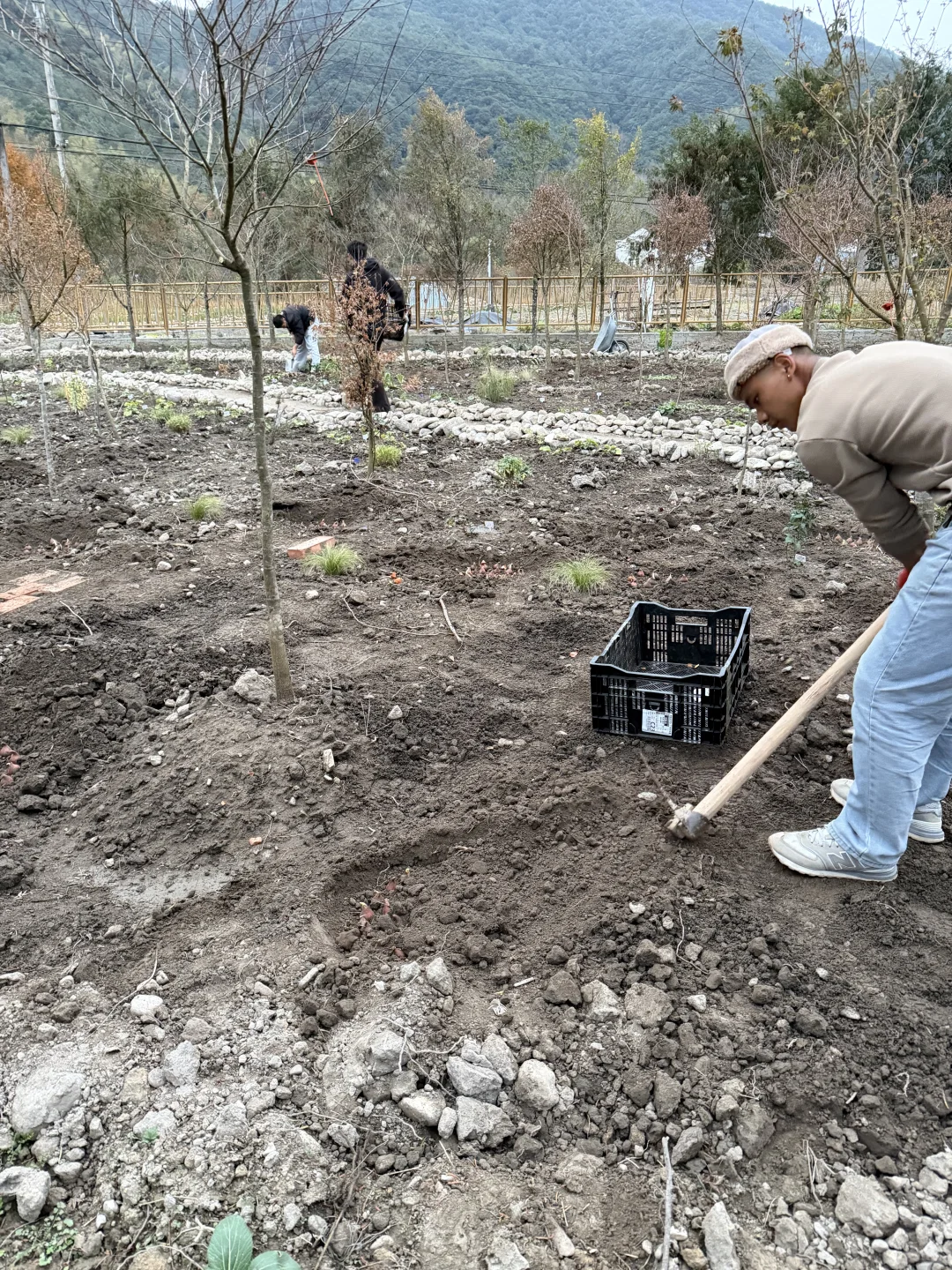 母鸡下蛋般 种郁金香