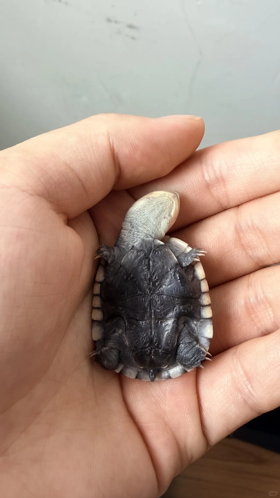 一想到它长大会变油腻