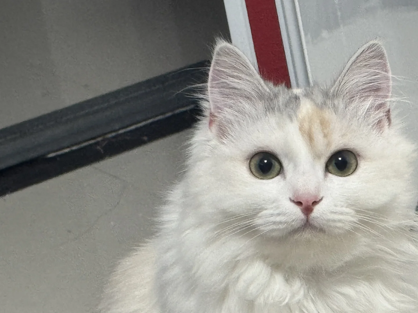 邯郸银三花相亲