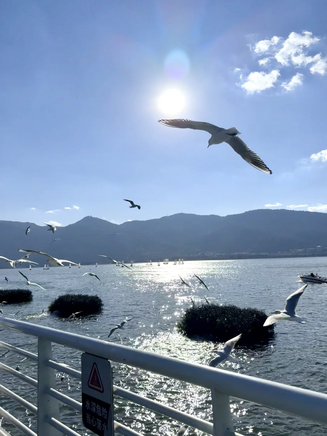 非常Lucky✌️遇到了滇池海鸥回迁时?
