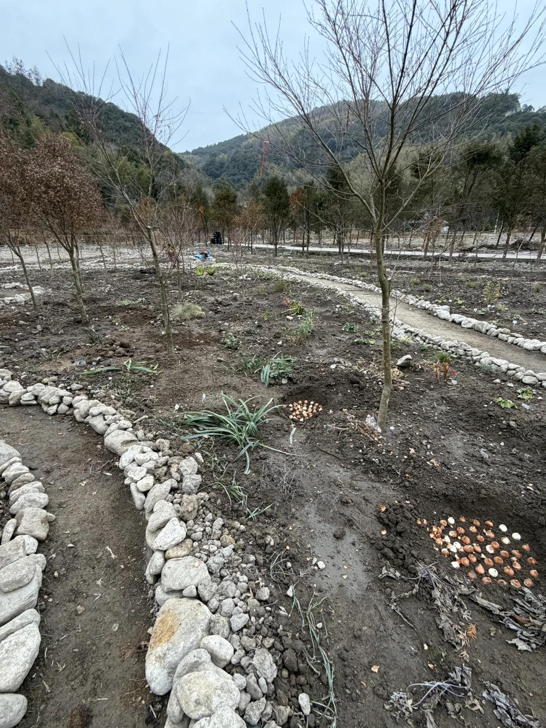 母鸡下蛋般 种郁金香