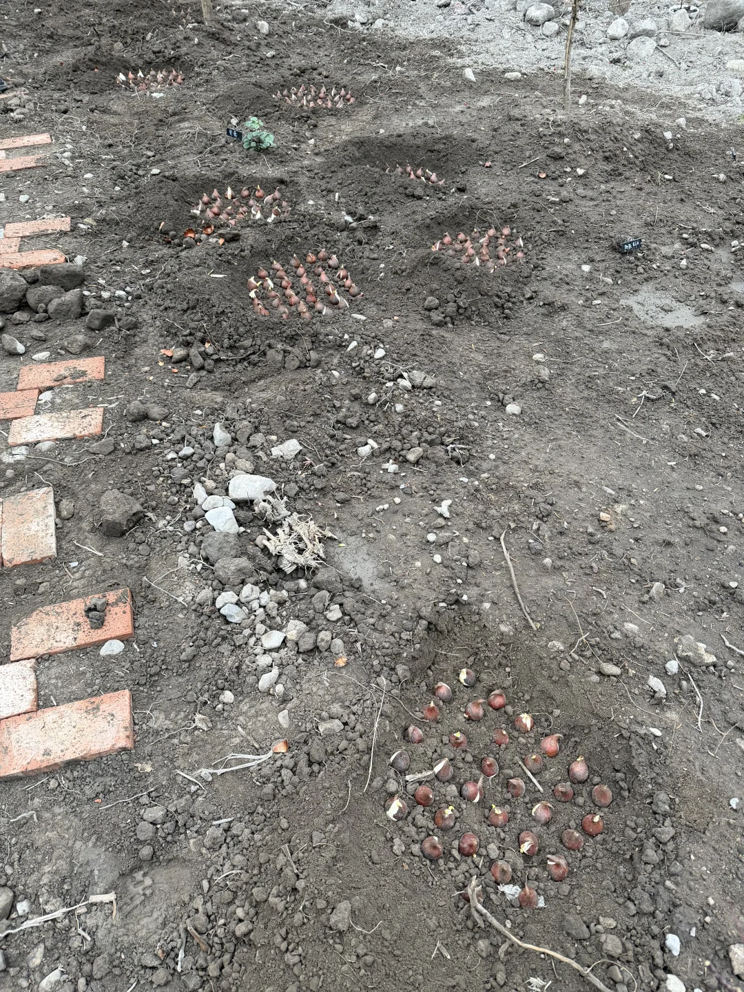 母鸡下蛋般 种郁金香