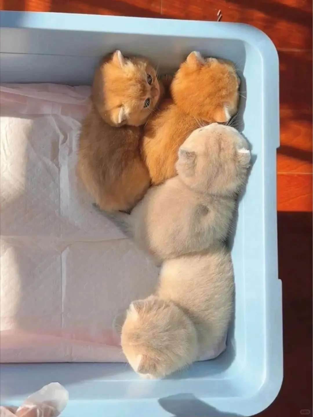 个人原因，8⃣️0️⃣一只（河北）