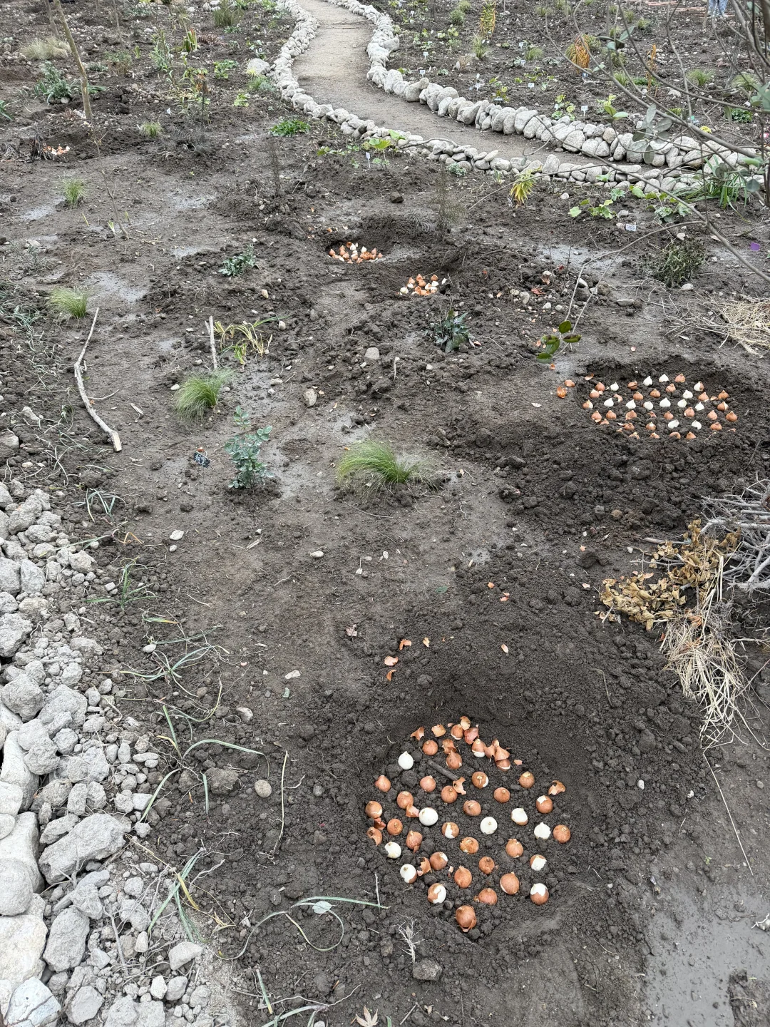 母鸡下蛋般 种郁金香