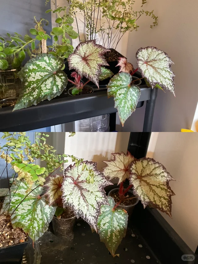 驯化浇水方式实验：2周