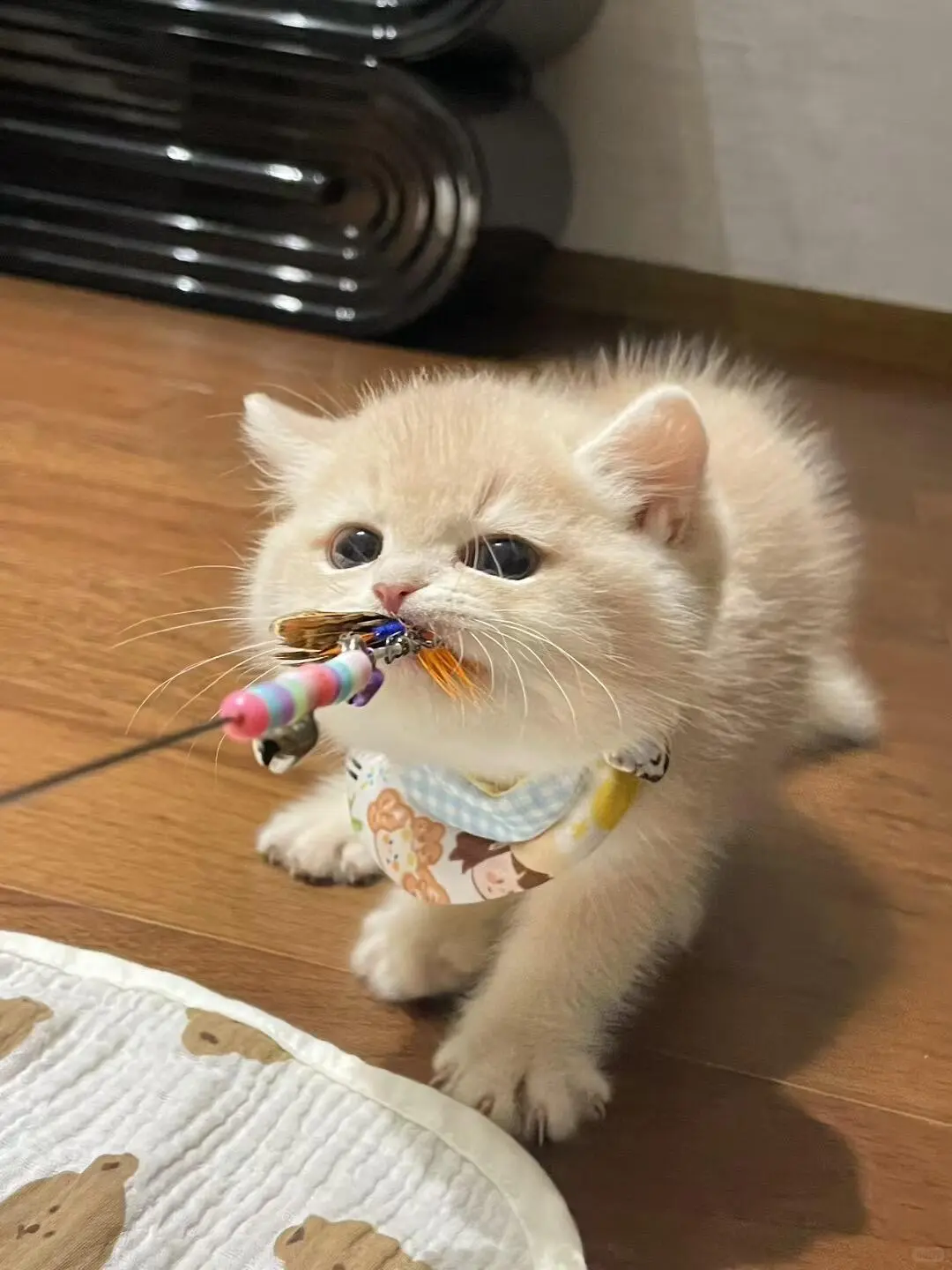 个人原因，8⃣️0️⃣一只（河北）