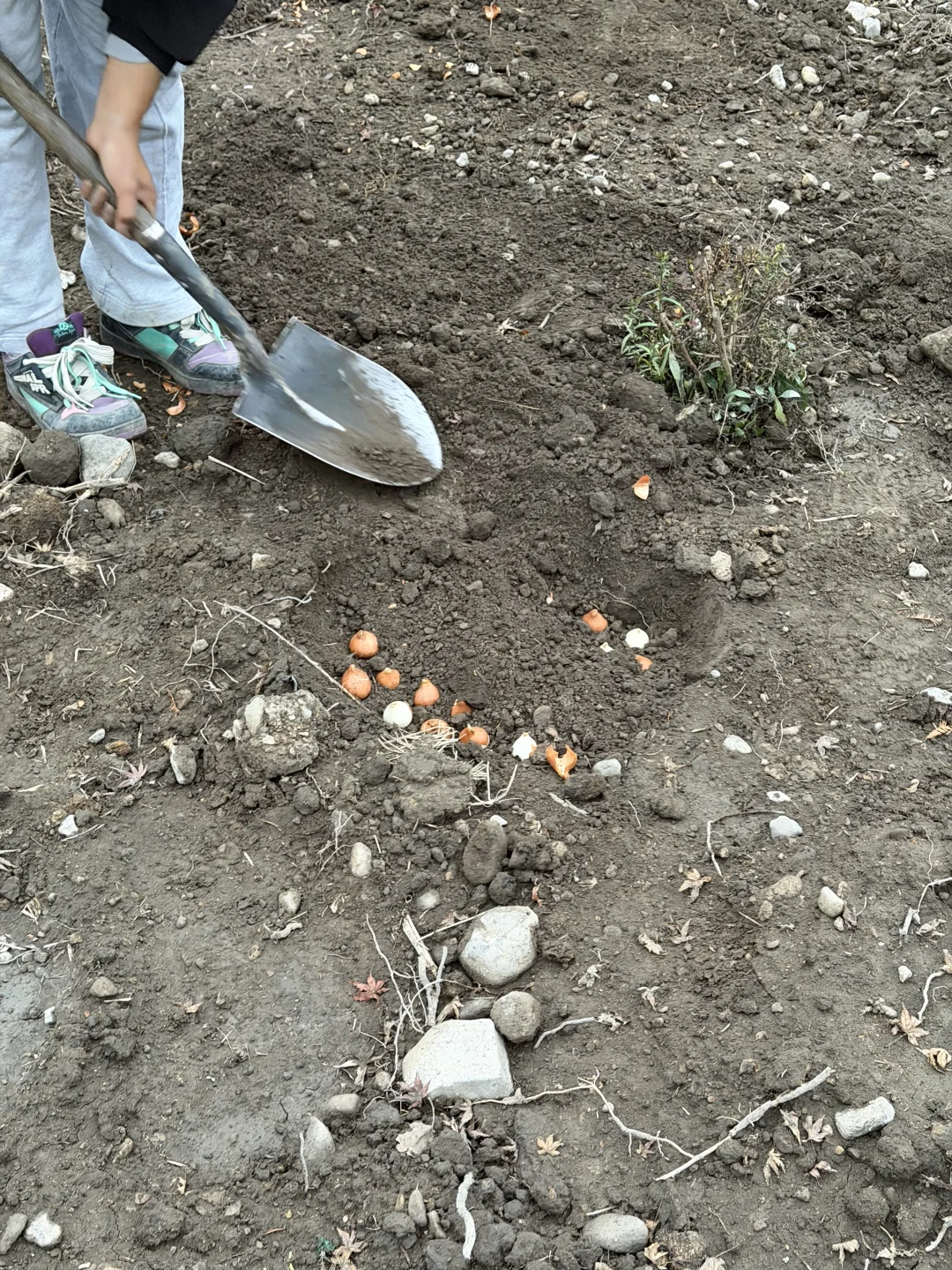 母鸡下蛋般 种郁金香