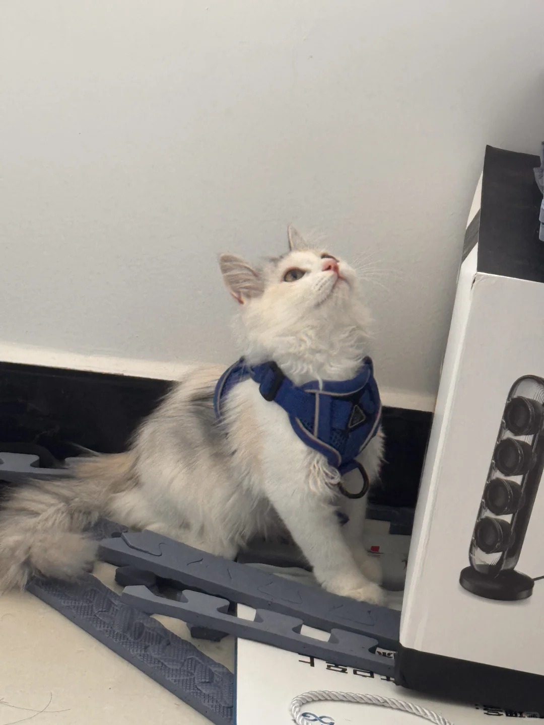 邯郸银三花相亲