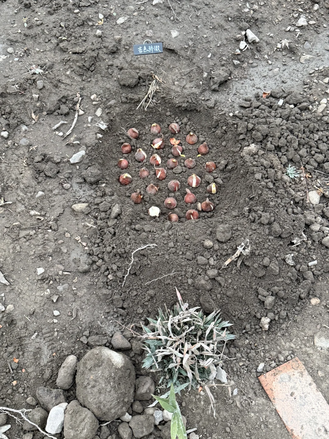 母鸡下蛋般 种郁金香