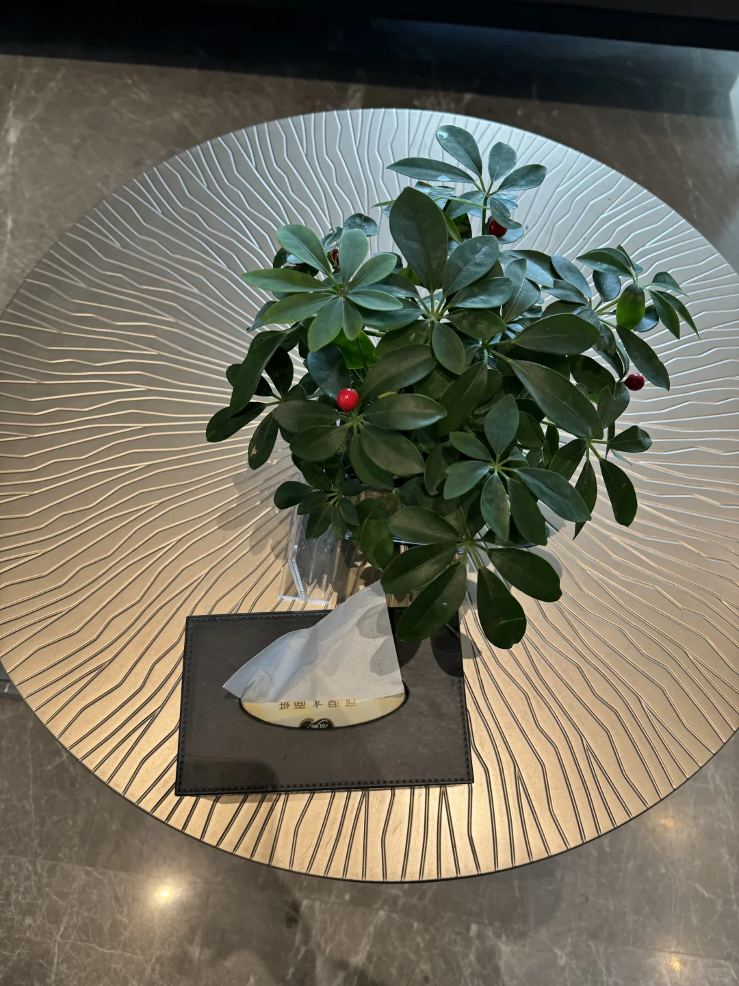 酒店茶几上的绿植太加分了！叶片翠绿饱满超有生命力，搭配简约花盆和房间风格完美契合