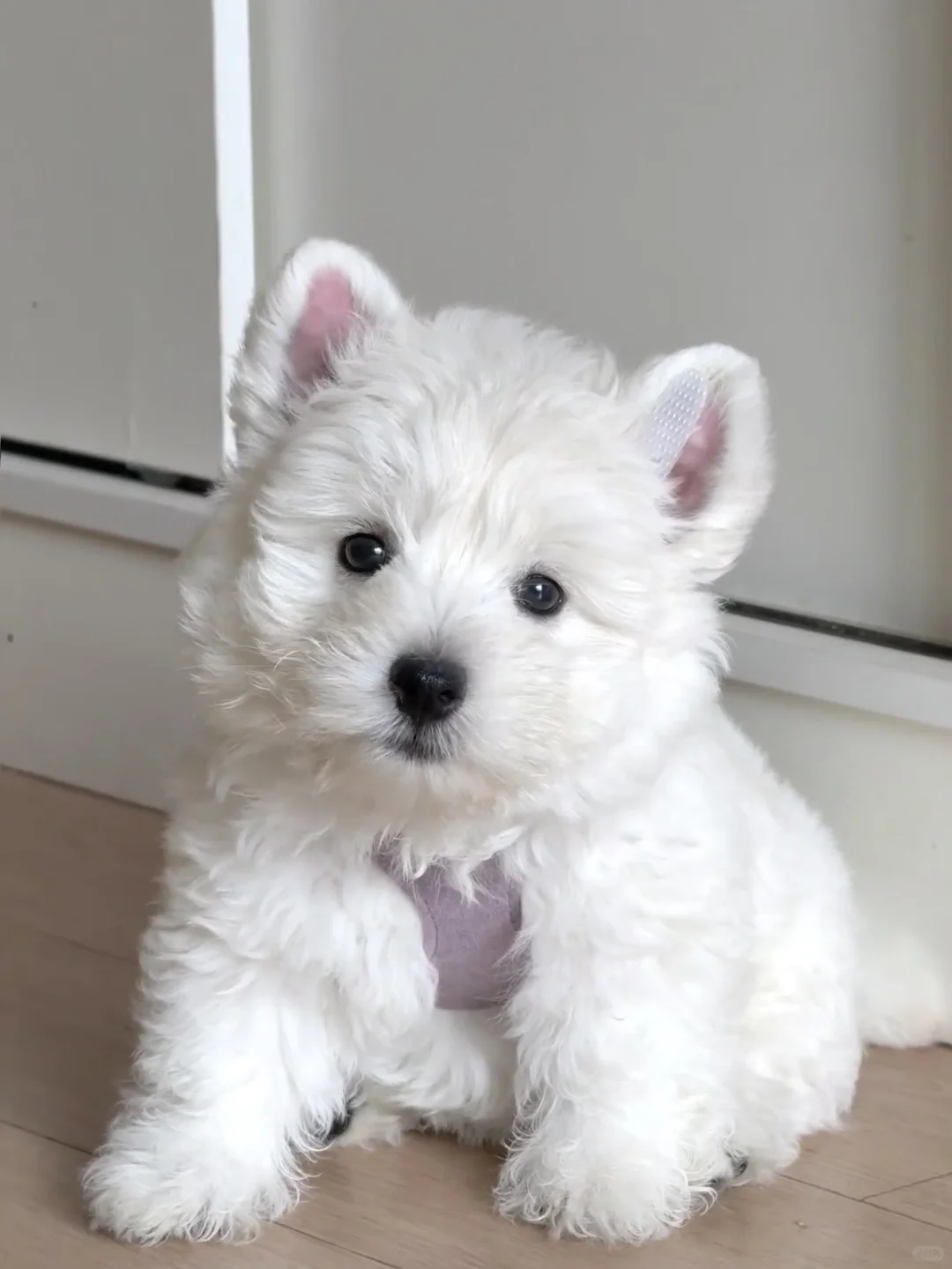 含泪出西高地 养不了了（3ooo?）