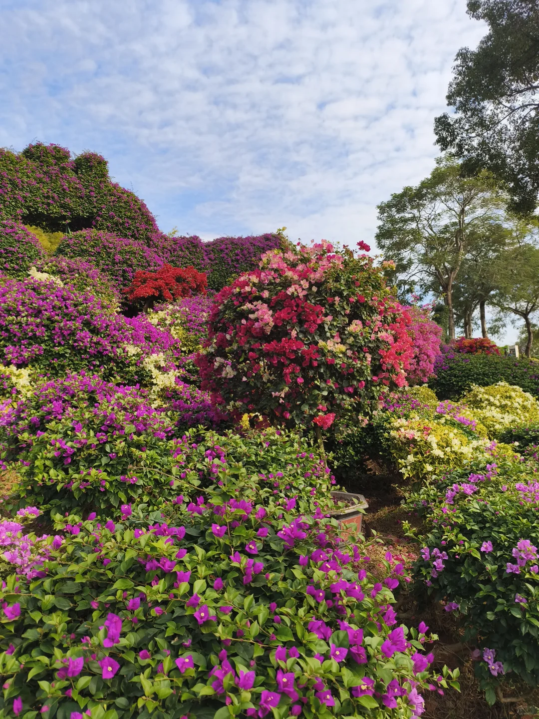 #2025年东南现代农业博览会.花卉博览会#