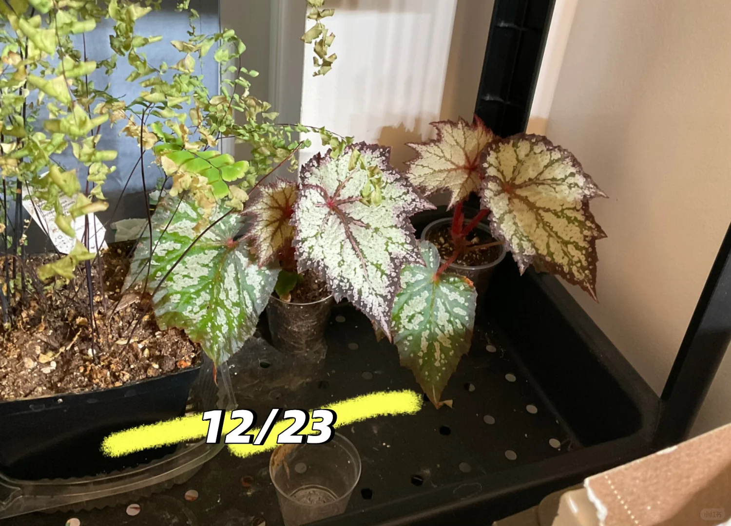 驯化浇水方式实验：2周