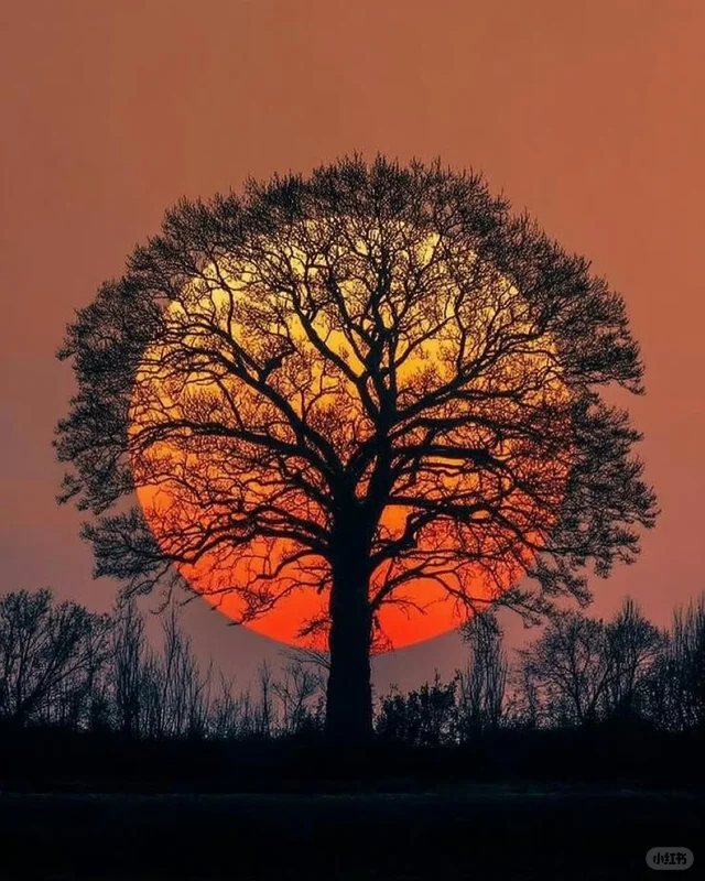 树&夕阳