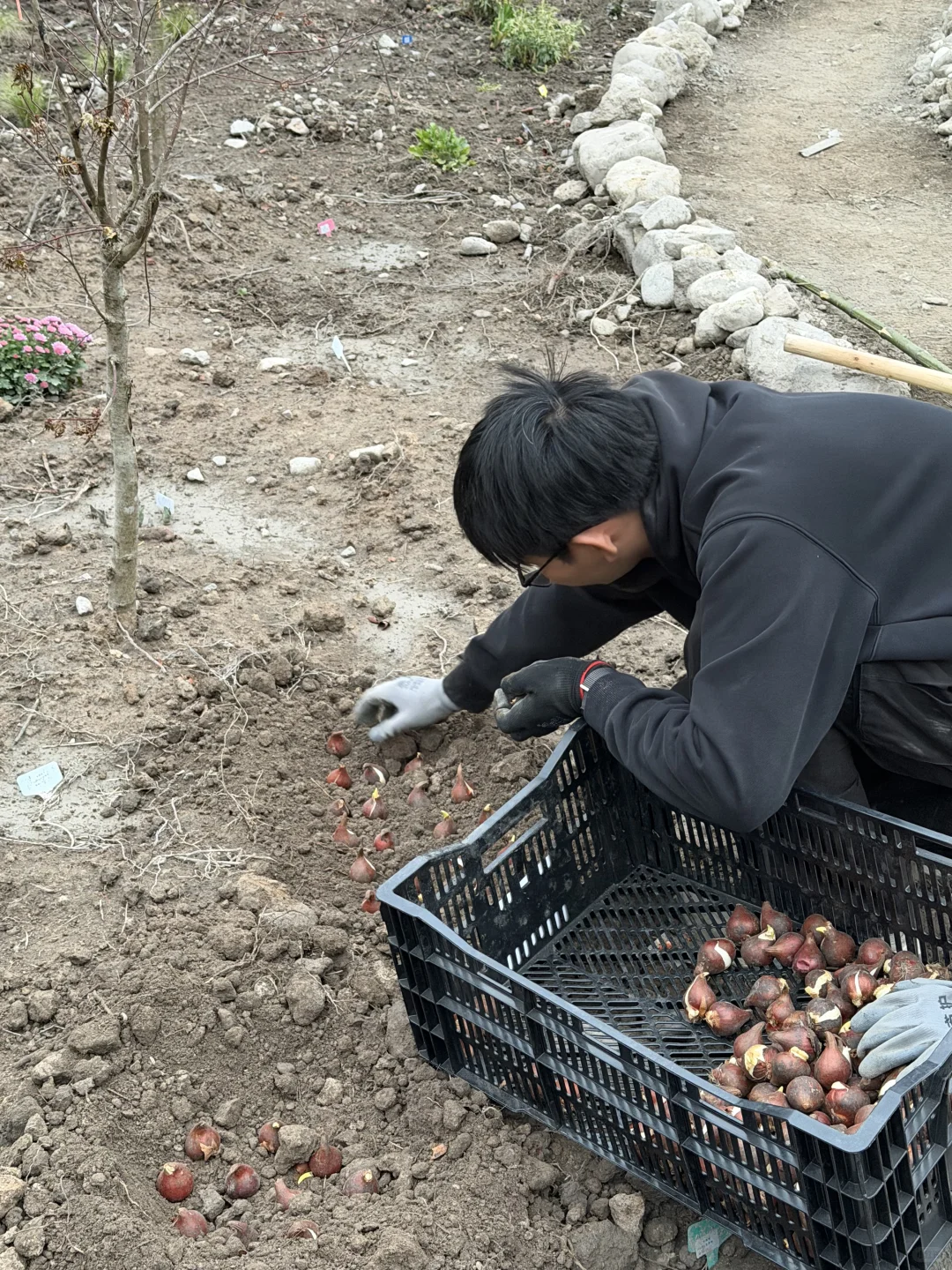 母鸡下蛋般 种郁金香
