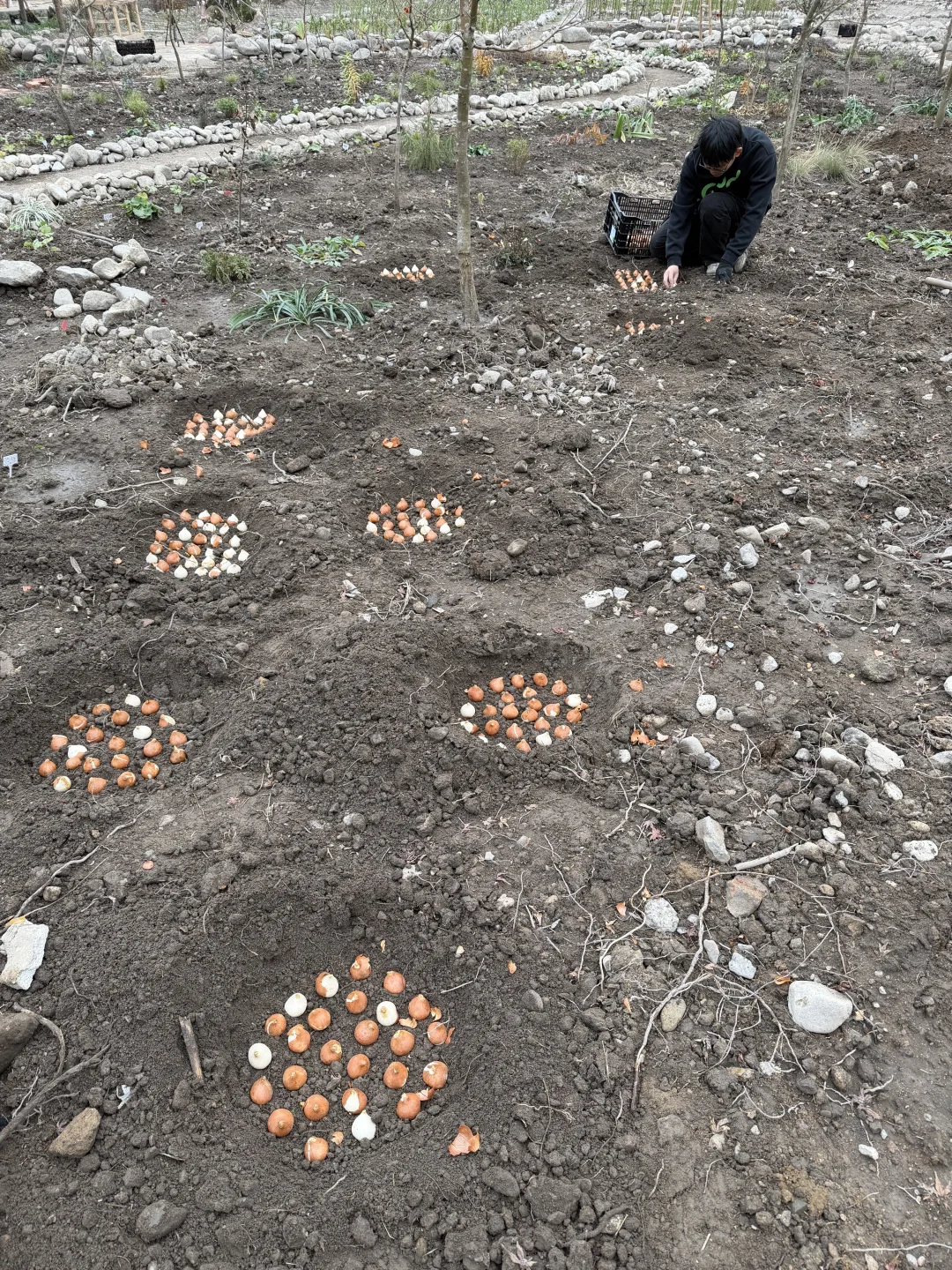 母鸡下蛋般 种郁金香