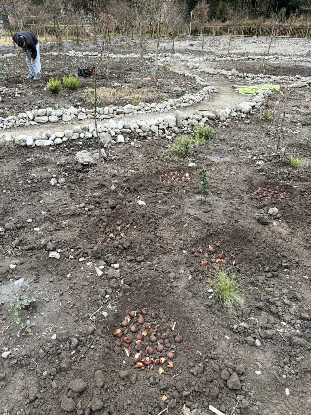 母鸡下蛋般 种郁金香